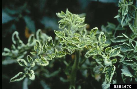 tomato yellow leaf curl virus (TYLCV) (Begomovirus Tomato yellow leaf ...