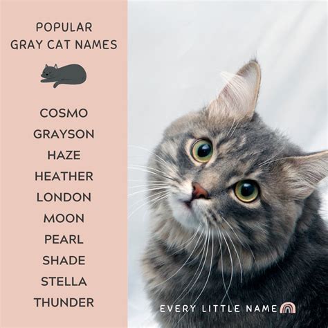 320+ Gray Cat Names (Funny and Purr-fectly Adorable) - Every Little Name