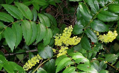 Mahonia nervosa - Alchetron, The Free Social Encyclopedia