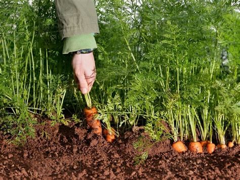 Farm worker picking carrot - Stock Photo - Dissolve