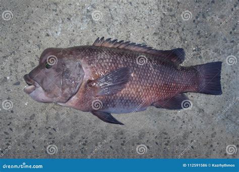 Asian Sheepshead Wrasse in Japan. Stock Photo - Image of teeth, wrasse: 112591586