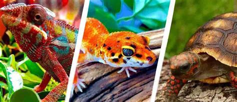 Reptiles That Make Good Pets Top 10 – A 2 Z Reptiles