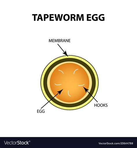 Anatomy Of A Tapeworm - Anatomy Book