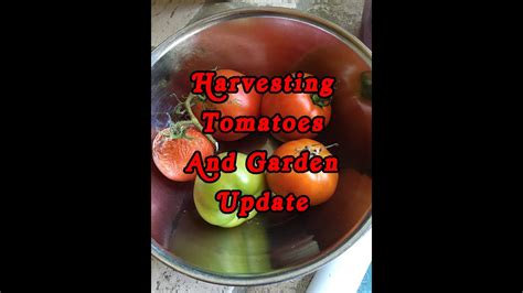 Harvesting Tomatoes and Garden Update - YouTube