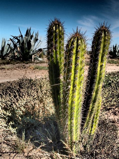 Spiky Cactus - South Africa Eastern Cape | Neerav Bhatt | Flickr