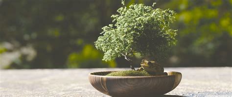 Wallpapers Bonsai Tree 1600X1200 - Wallpaper Cave