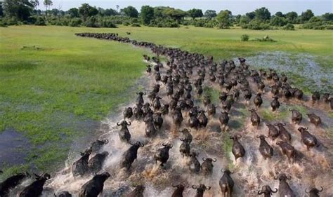 African Buffaloes Trecking Through the Wild Plains | 影