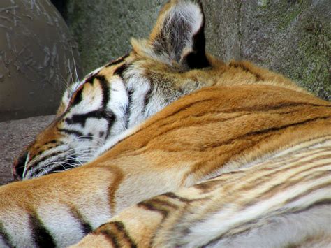 Sleeping tiger at the zoo - Free stock photos, images & illustrations