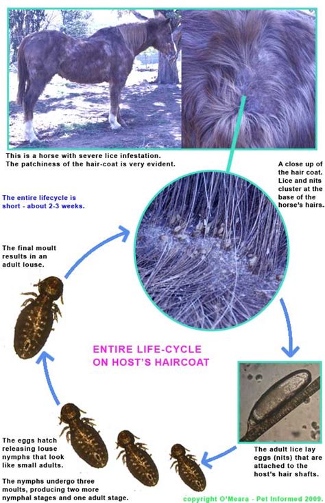 The Lice Life Cycle and How it Guides Lice Treatment and Prevention.