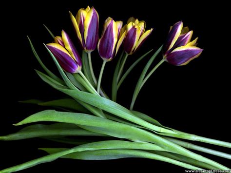 Desktop Wallpapers » Flowers Backgrounds » Purple Yellow Tulips » www ...