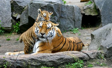 File:Tiger berlin-3.jpg - Wikimedia Commons