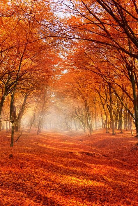 Beautiful fall scenery - orange leaves scattered across an old path. | Autumn scenery, Autumn ...