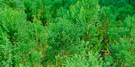 Murray Cypress Christmas Tree: Growth and Care Guide - GFL Outdoors