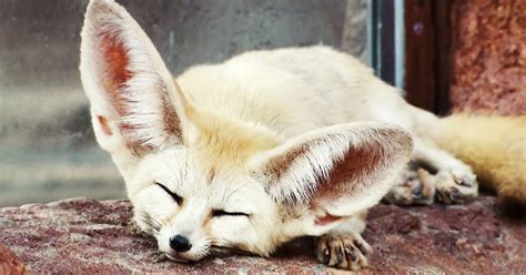 Absurd Creatures: The Fennec Fox Is So Cute I Think I Might Literally Die | WIRED