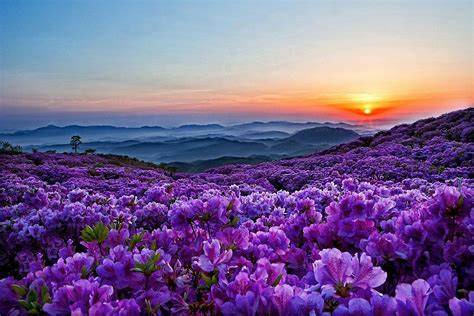 Download Purple Flower Mountain Spring Nature Flower Wallpaper