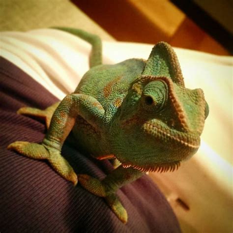 Purple chameleon. I see chameleons now and think of Tangled. | Animals | Cute reptiles ...