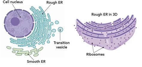 Cell Biology on the Dining Table – Animal Cell Model Part II - Rs' Science