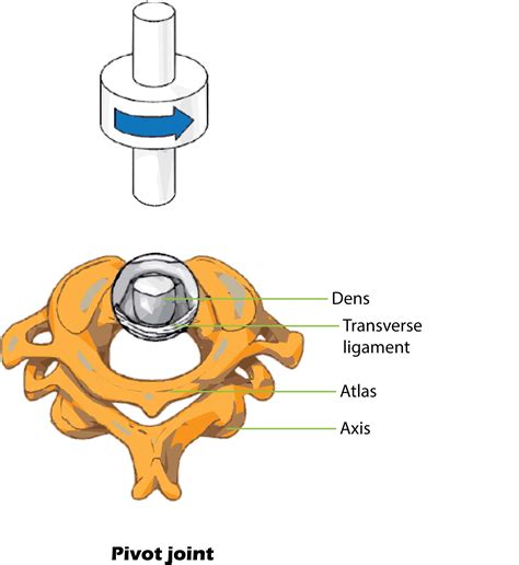 Form Of Pivot Joint Synovial Joints