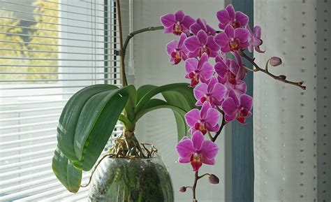 How to Care for Orchids - The Home Depot