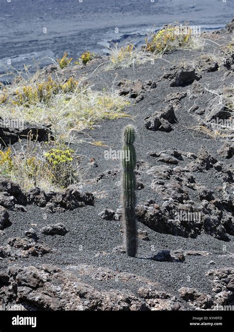 Pioneer species of plants including cacti, ferns and lichens begin to appear on the bare black ...