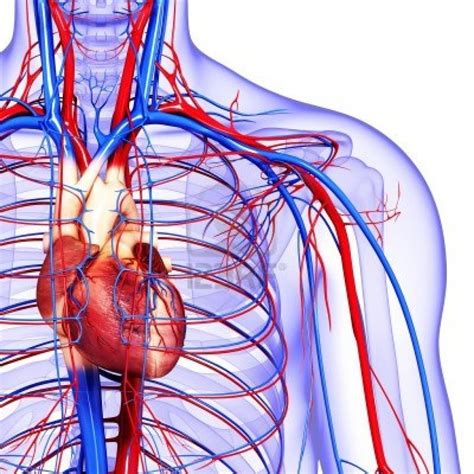 The Circulatory System: The Continuous Cycle of Blood | The Anti-Aging Guy