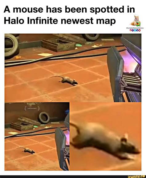 Follow LovableHaloAddiction on Twitch and Instagram! - A mouse has been spotted in Halo Infinite ...