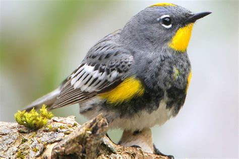 15 Best Birds to Watch for in Colorado