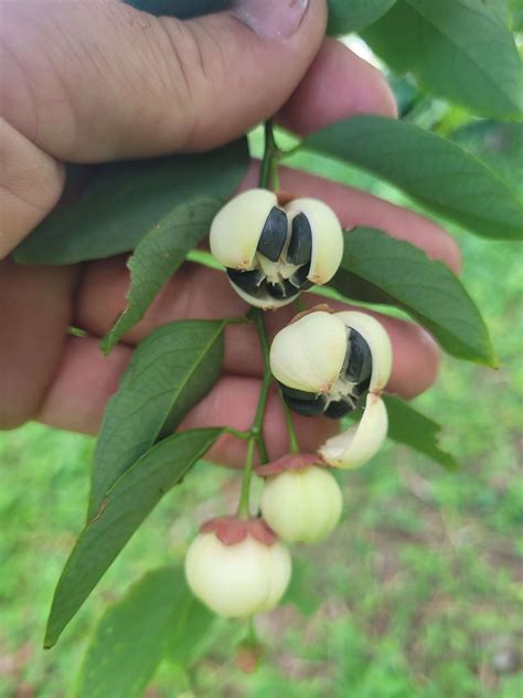 Katuk (Sauropus androgynus) seeds | Loxahatree https://static.wixstatic ...