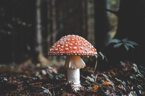 500+ Mushroom Pictures [HD] | Download Free Images on Unsplash