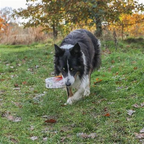 “Scruff” the eco-dog fetches plastic bottles for recycling – Anthropocentrism