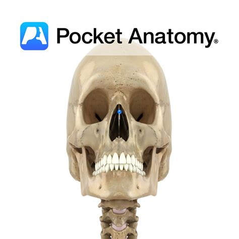 Middle phalanx of foot (3rd) - Pocket Anatomy