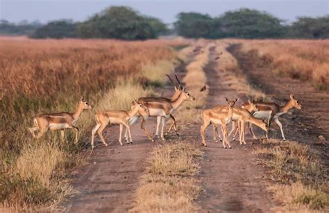 Blackbuck National Park, Bhavnagar | Entry Fees, Timings, How to Reach ...