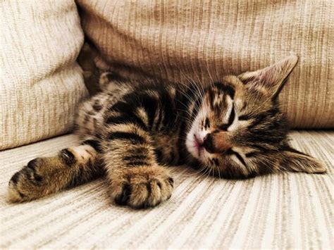 Premium Photo | Close-up of kitten sleeping on sofa