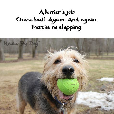 Haiku by Dog: Again | Haiku, Dog poetry, Funny haiku