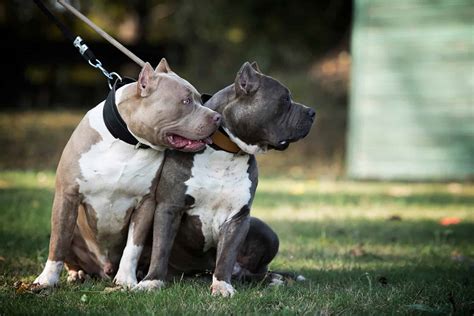 American Bully XL Blueline Mit Muskulöser Statur | ubicaciondepersonas.cdmx.gob.mx