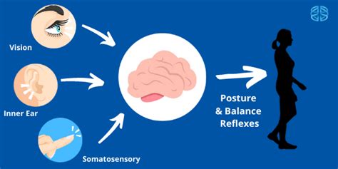 How our Balance System Works - Sunshine Coast NeuroRehab