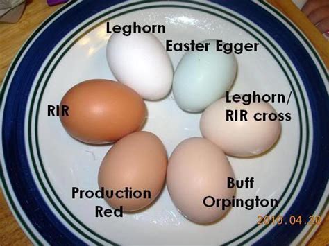 Leghorn, Easter Egger, Buff Orpington, Production Red, Rhode Island Red eggs labeled by breed ...