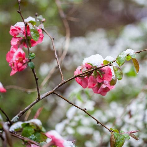 How to Grow and Care for Flowering Quince - growhappierplants.com