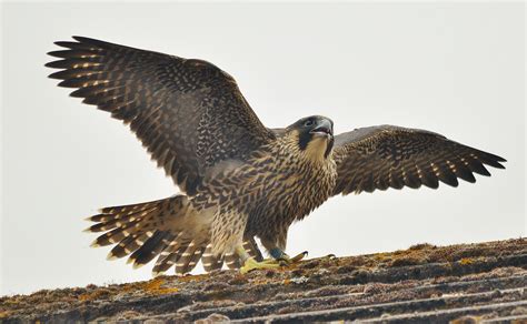 Ingyenes háttérképek : vadvilág, ragadozó madár, sas, csőr, Sólyom, sólyom, ölyv, szárny, fauna ...