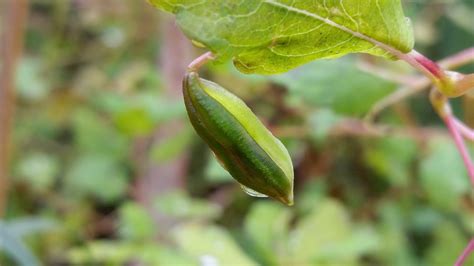 Exploding Seed Pod - Slow Motion | Seed pods, Plant leaves, Seeds