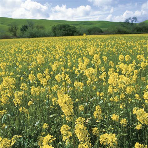 How to Grow Mustard - Fine Gardening