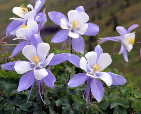 State Flower of Rocky Mountain States - Beautiful - Jake's Nature Blog