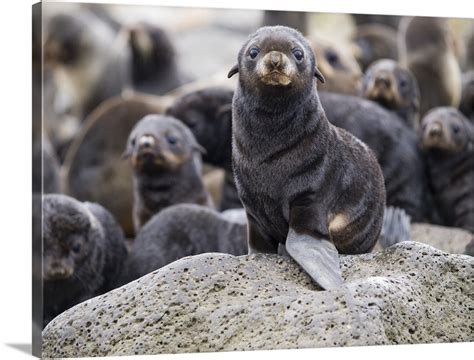 Portrait of a Northern Fur Seal pup St. Paul Island Southwest Alaska Summer Wall Art, Canvas ...