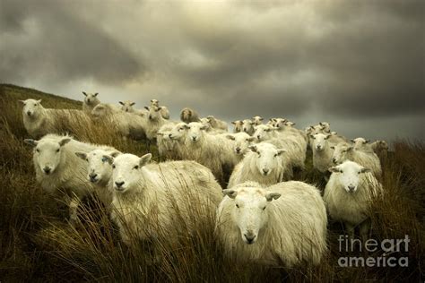 Welsh lamb Photograph by Angel Ciesniarska