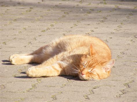 Orange cat sleeping in the sun - cc0.photo