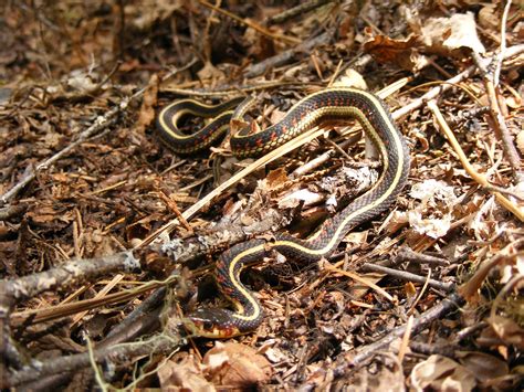 File:Common garter snake, Thamnophis sirtalis, full body.JPG - Wikimedia Commons