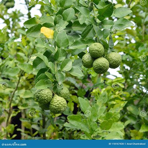 Bergamot on Tree stock photo. Image of ingredient, home - 118167430