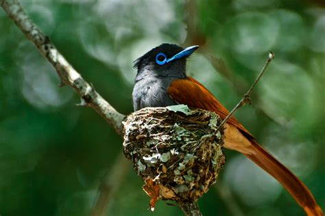 Wild Facts Sabi Sabi Private Game Reserve | African Paradise Flycatcher