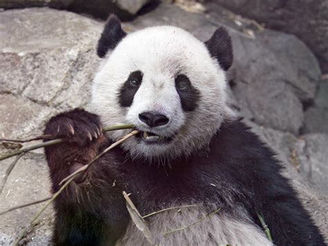 D.C.’s beloved panda, Tai Shan, stars in new web cam - WTOP News