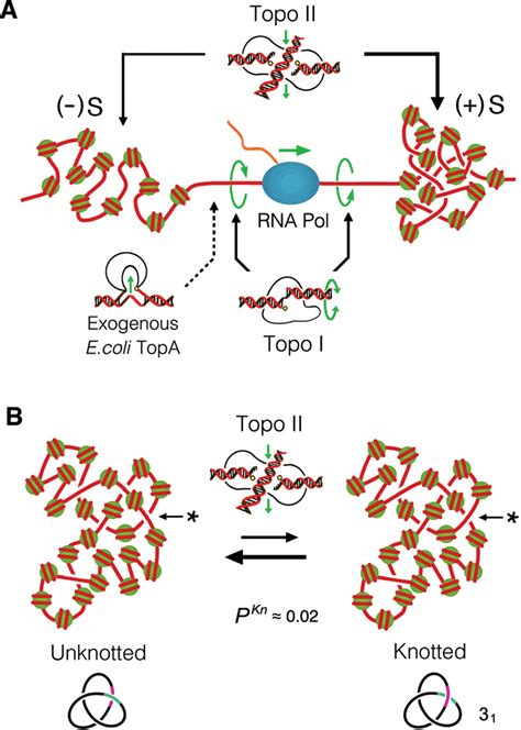 Topoisomerase activities that modulate supercoiling and knotting of... | Download Scientific Diagram